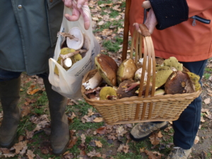 2 personnes tenant des champignons