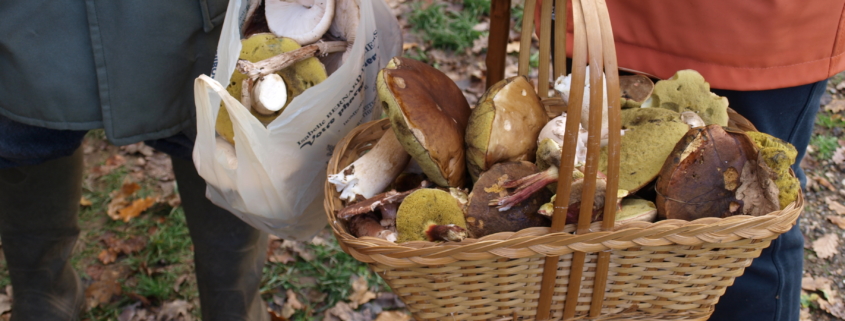 2 personnes tenant des champignons